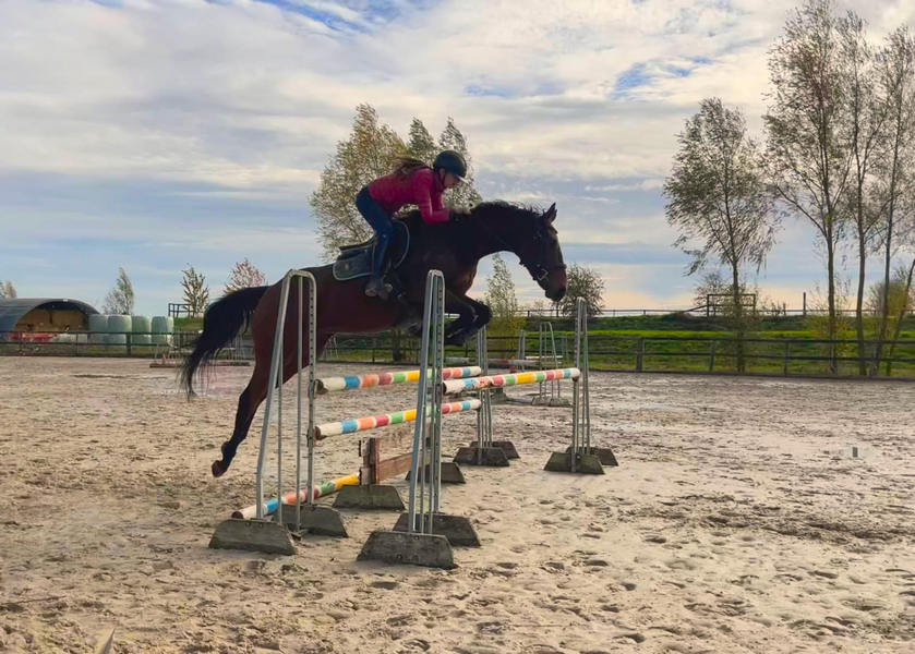 Rosso Antico, cheval de sport � vendre aux �curies de Laventie (Pas-de-Calais)